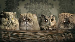 7 راه برتر برای یادگیری زبان‌های خارجی با کمی طنز