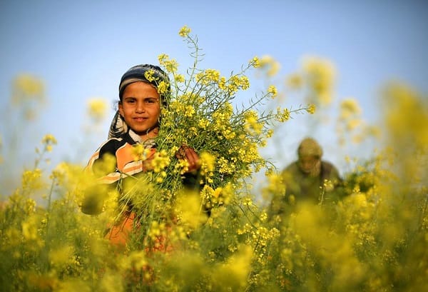 4 اصطلاح زبان آلمانی در مورد نوروز و فصل بهار