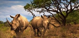 چطور با تلفظ زبان آفریکانز Afrikaans آشنا شوید؟